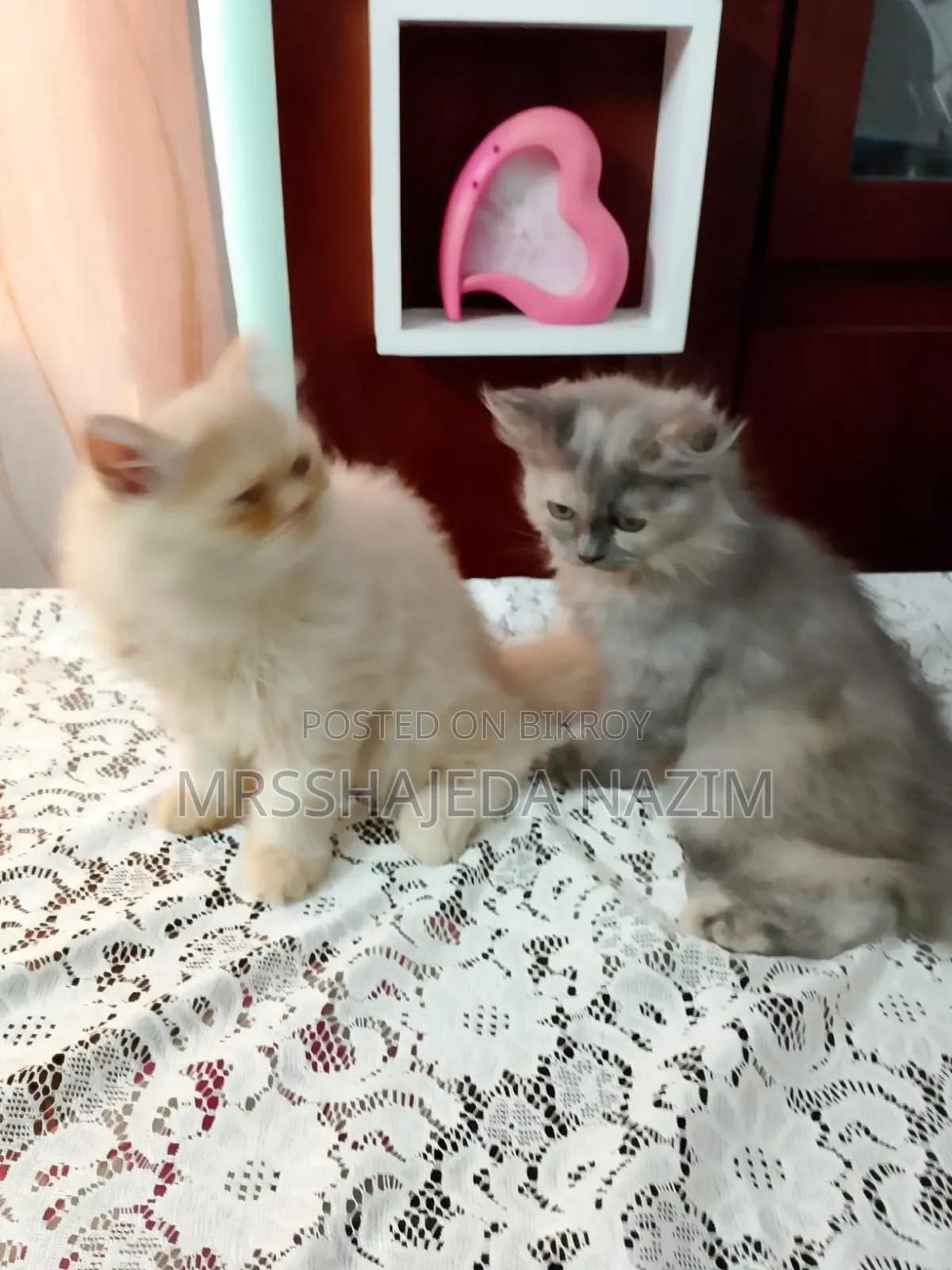 1-3 Months Male Purebred Persian