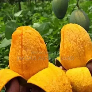 সাতক্ষীরার গোবিন্দভোগ আম