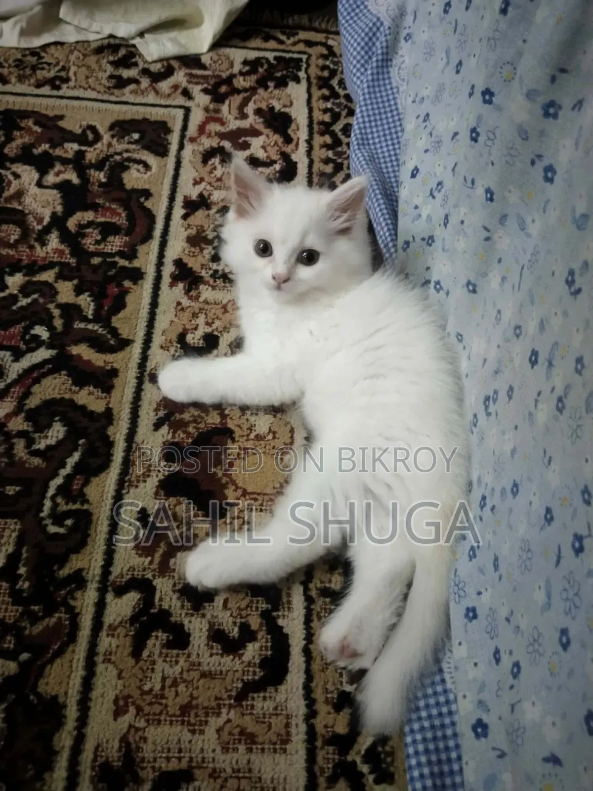 1-3 Months Female Purebred Persian Kitten