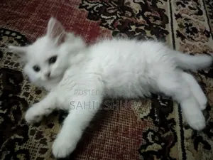 1-3 Months Female Purebred Persian Kitten