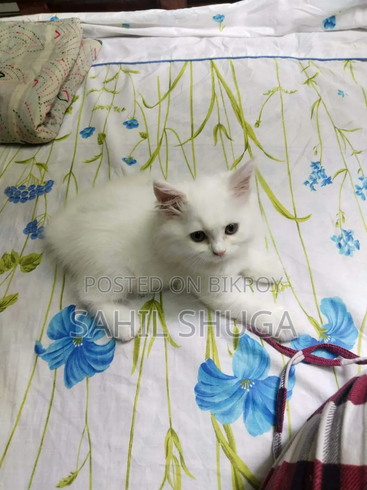 1-3 Months Female Purebred Persian Kitten