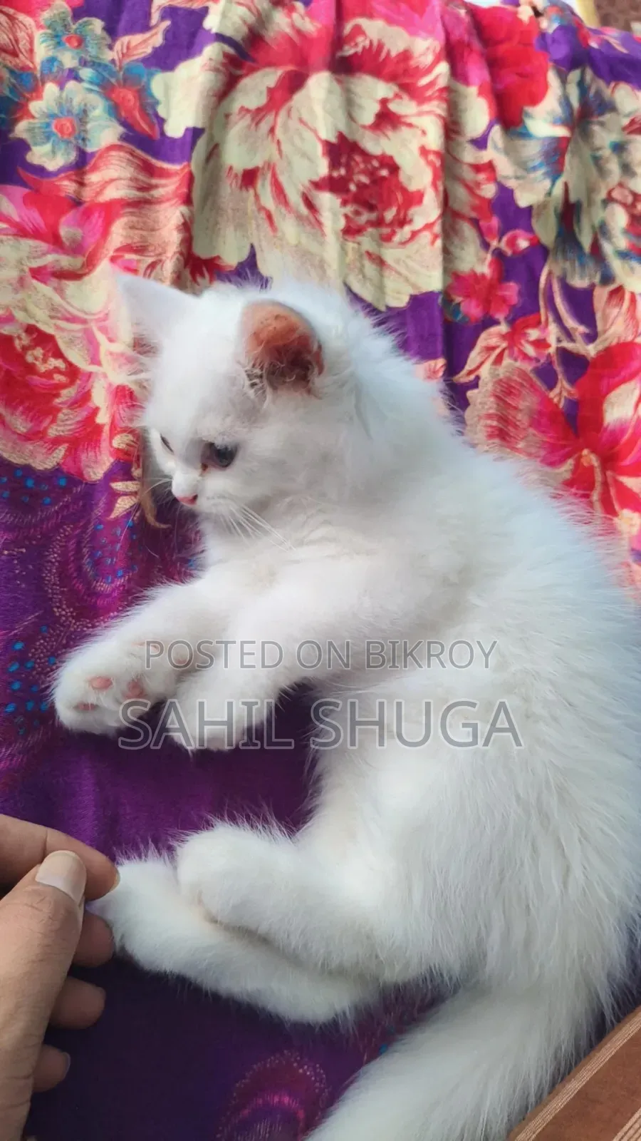 1-3 Months Female Purebred Persian Kitten