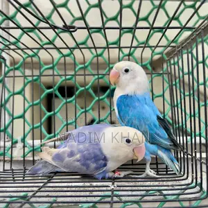 Lovebird
