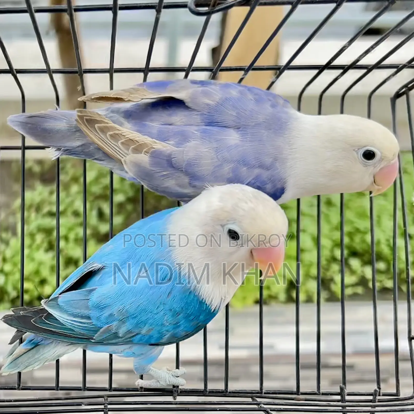 Lovebird