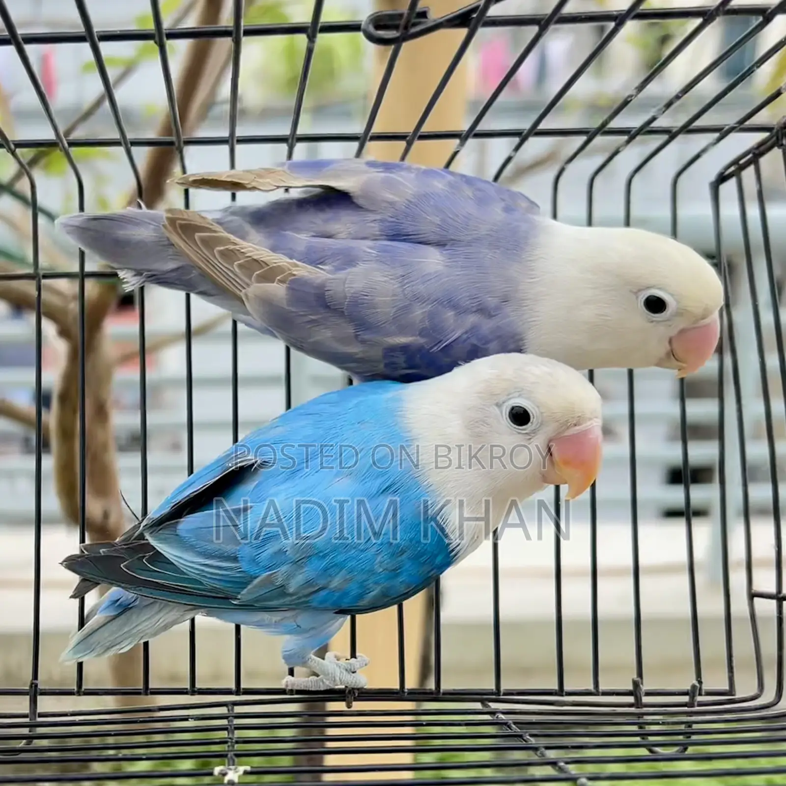 Lovebird