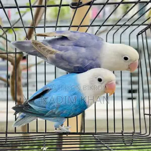 Lovebird