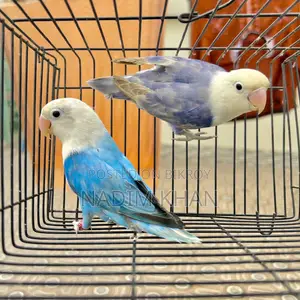 Lovebird