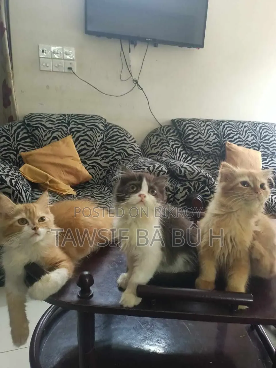 1-3 Months Male Purebred Persian