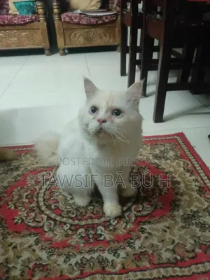 1-3 Months Male Purebred Persian