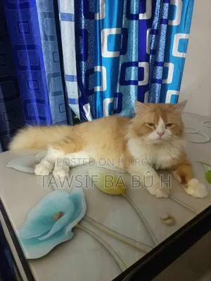 1-3 Months Male Purebred Persian
