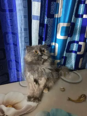 1-3 Months Male Purebred Persian