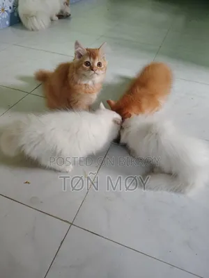 1-3 Months Female Purebred Persian