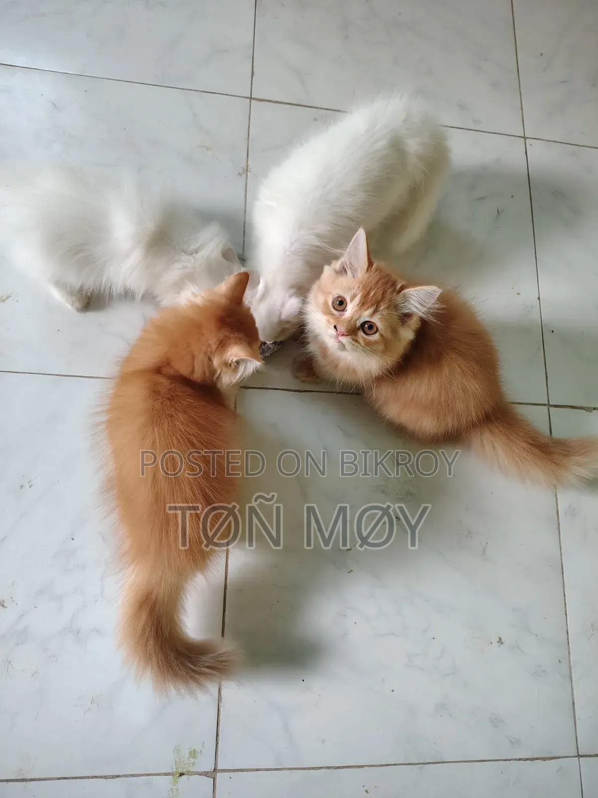 1-3 Months Female Purebred Persian