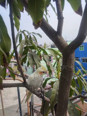 Cockatiel Bird