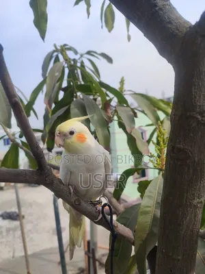 Cockatiel Bird