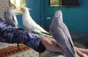 Cockatiel Bird