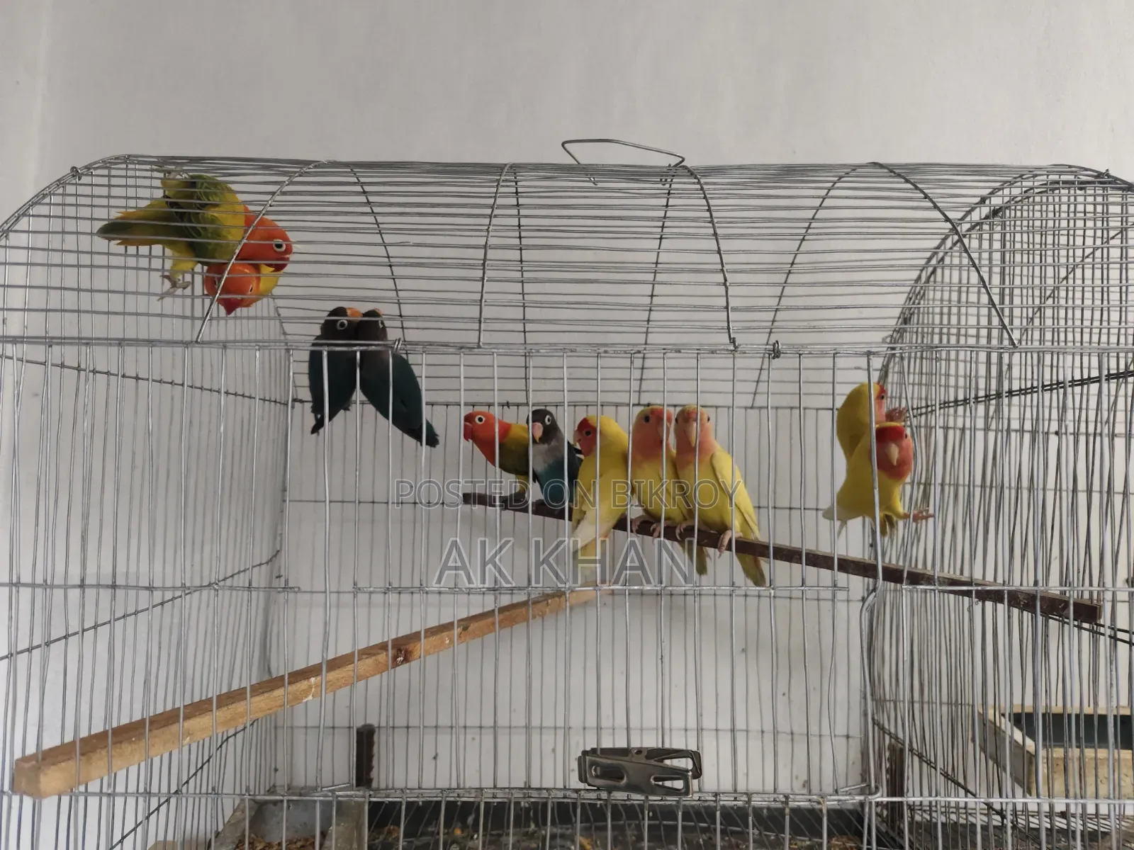 Lovebird Sale Post