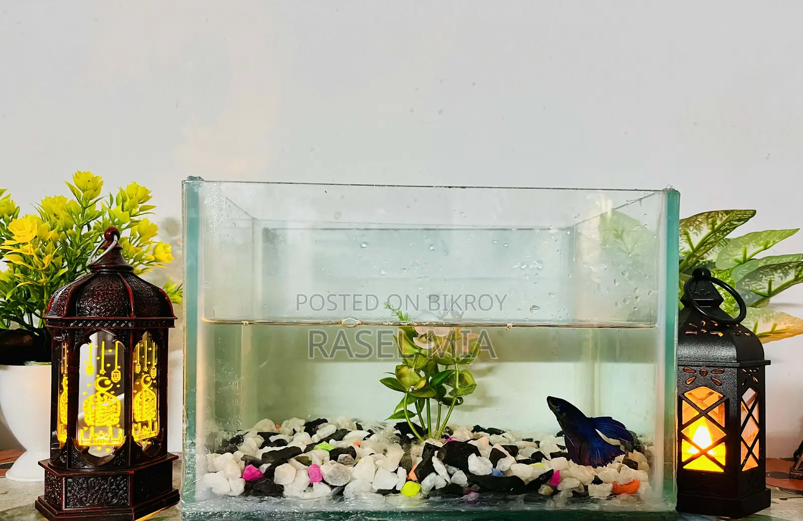 Aquarium With Fighter Fish