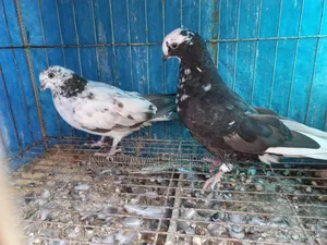 Running Golla Pigeons