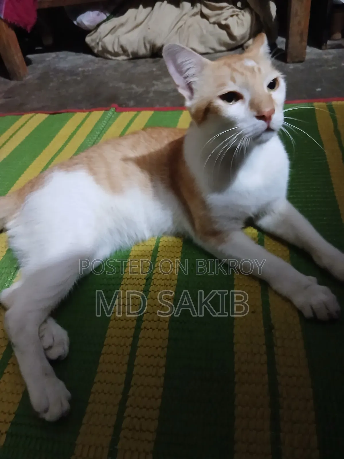 6-12 Months Male Purebred Persian
