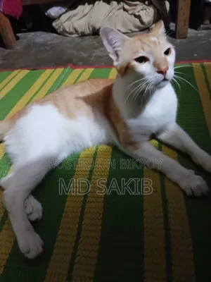 6-12 Months Male Purebred Persian