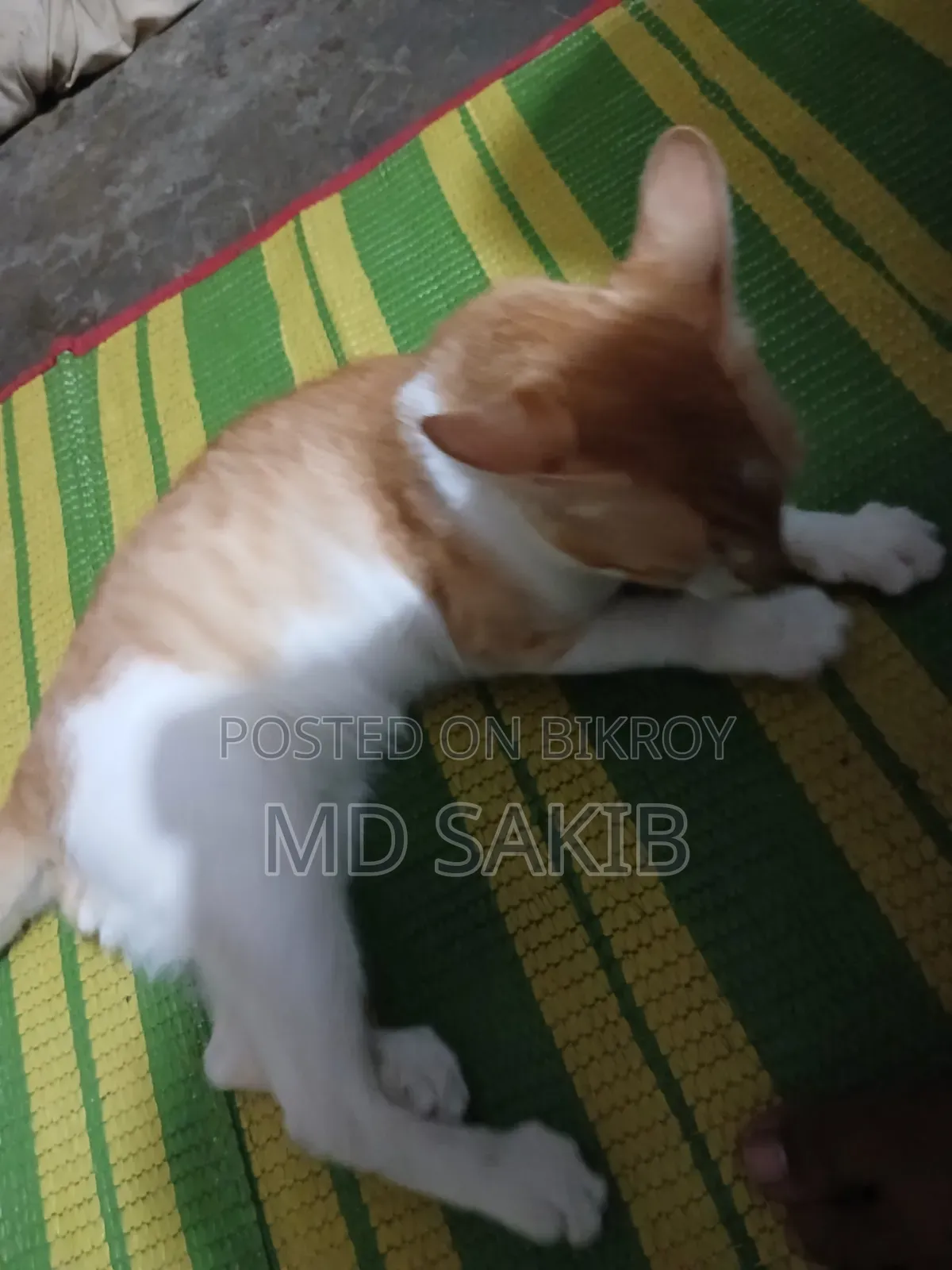 6-12 Months Male Purebred Persian