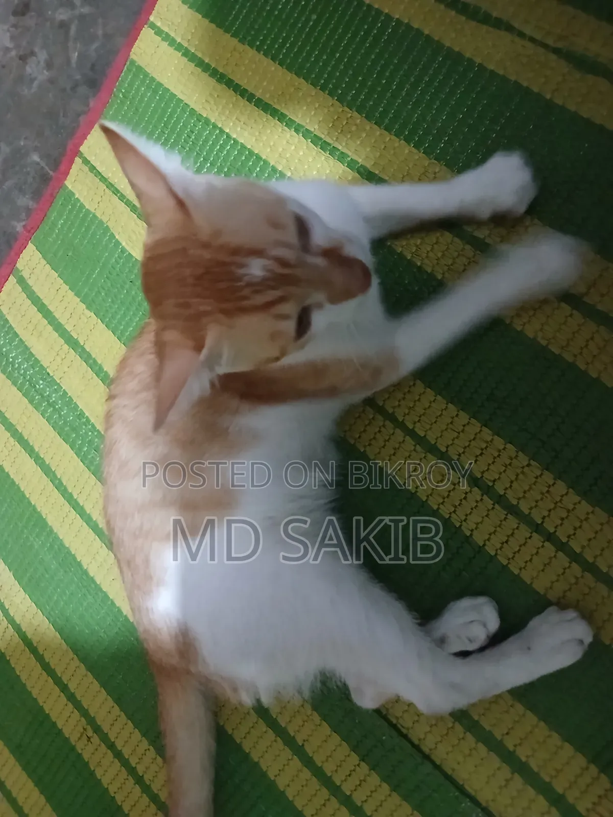 6-12 Months Male Purebred Persian