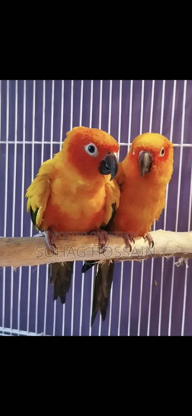 সানকুনুর পাখি