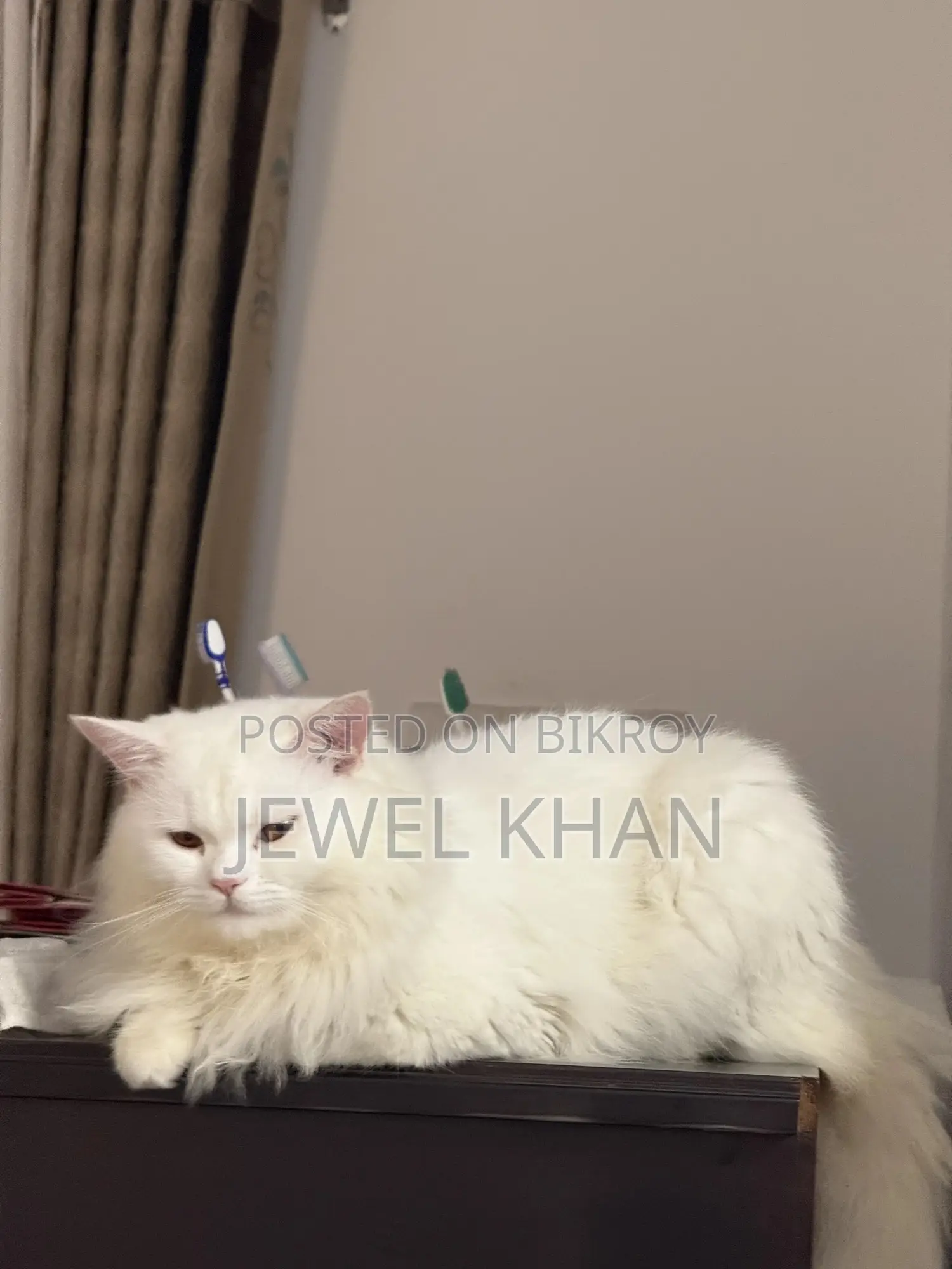 6-12 Months Male Purebred Persian