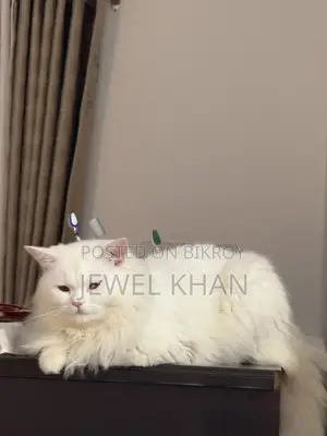 6-12 Months Male Purebred Persian