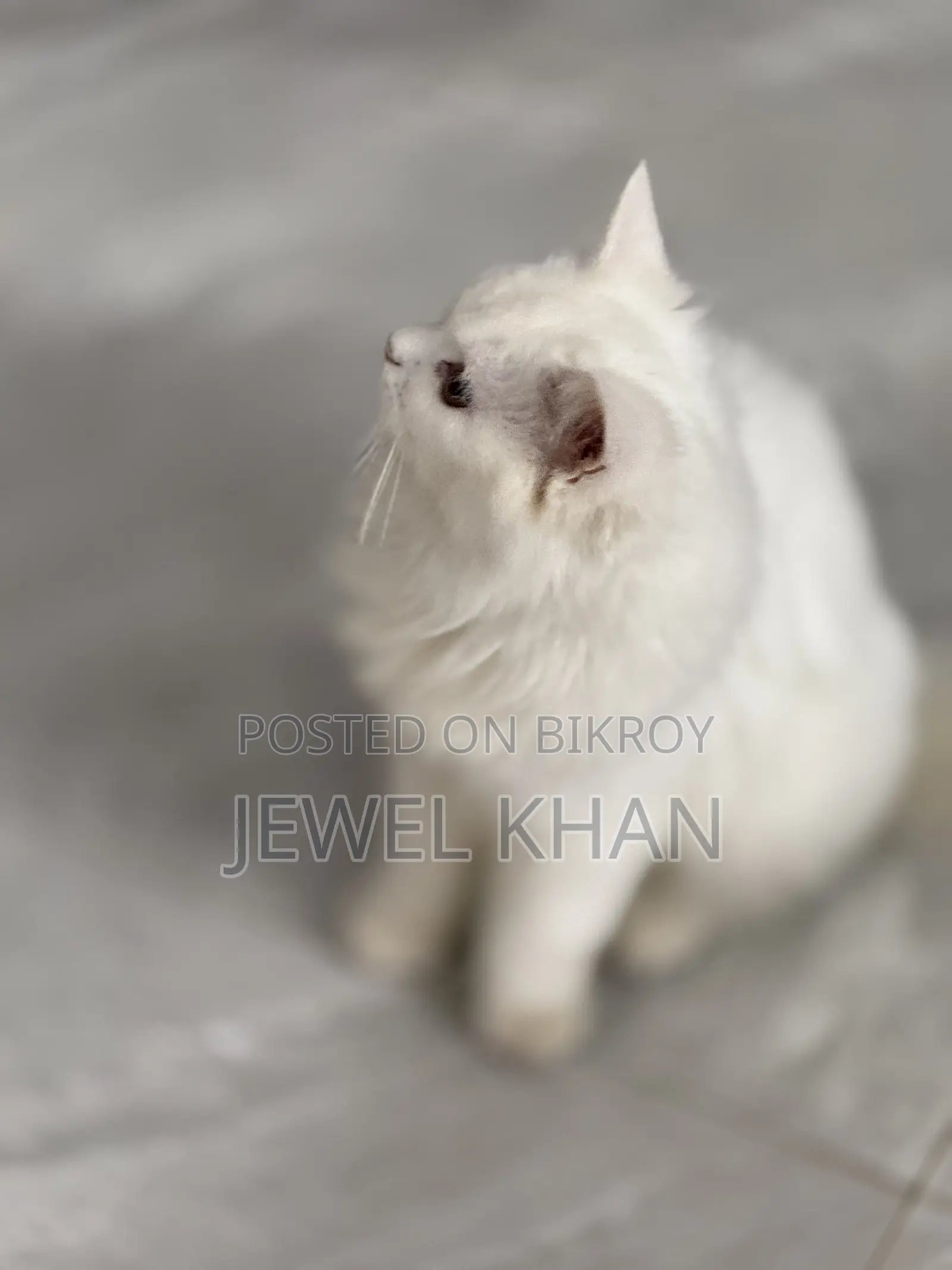 6-12 Months Male Purebred Persian