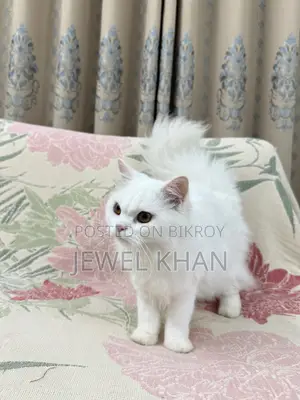 6-12 months Male Purebred Persian