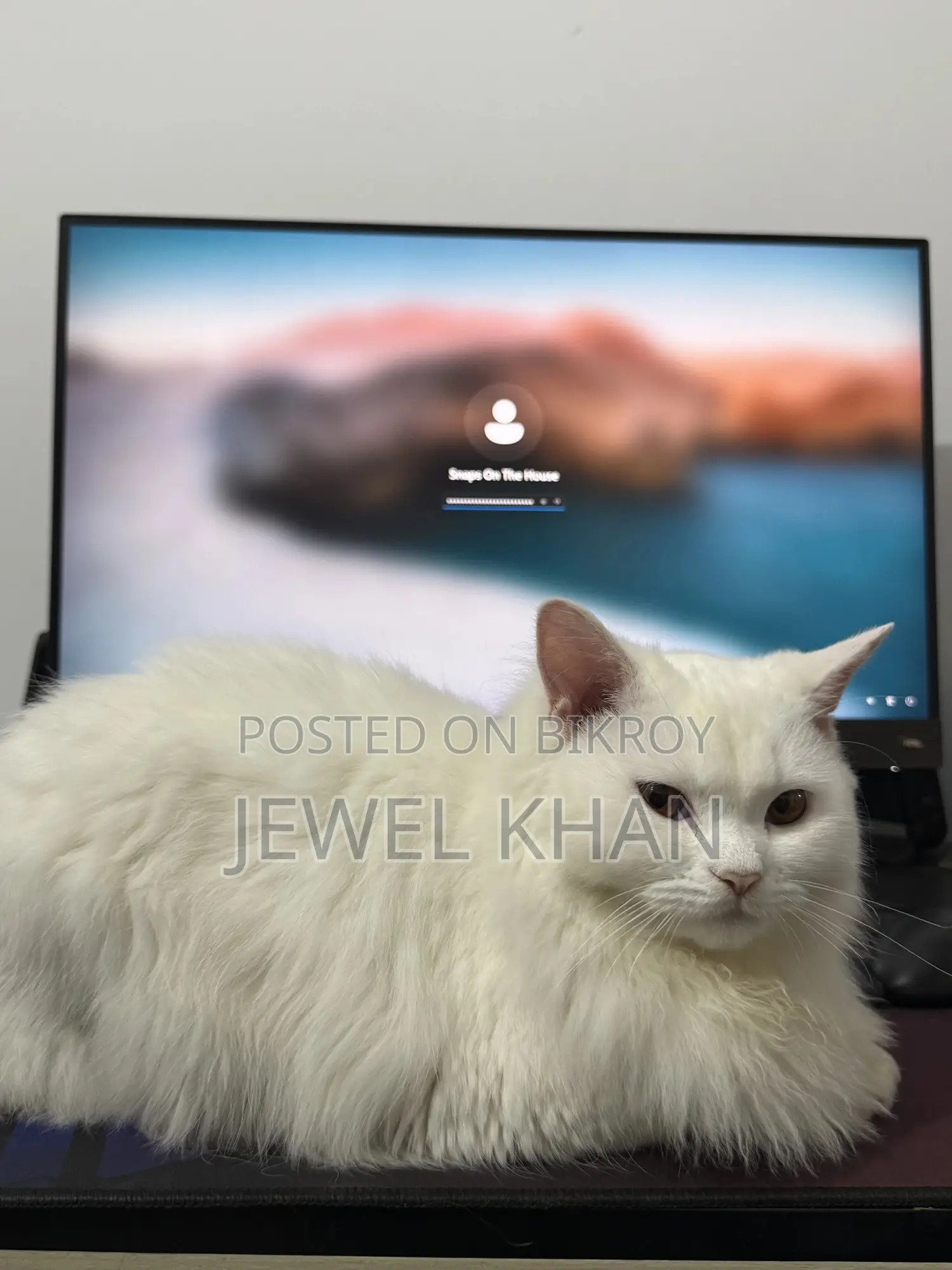 6-12 Months Male Purebred Persian