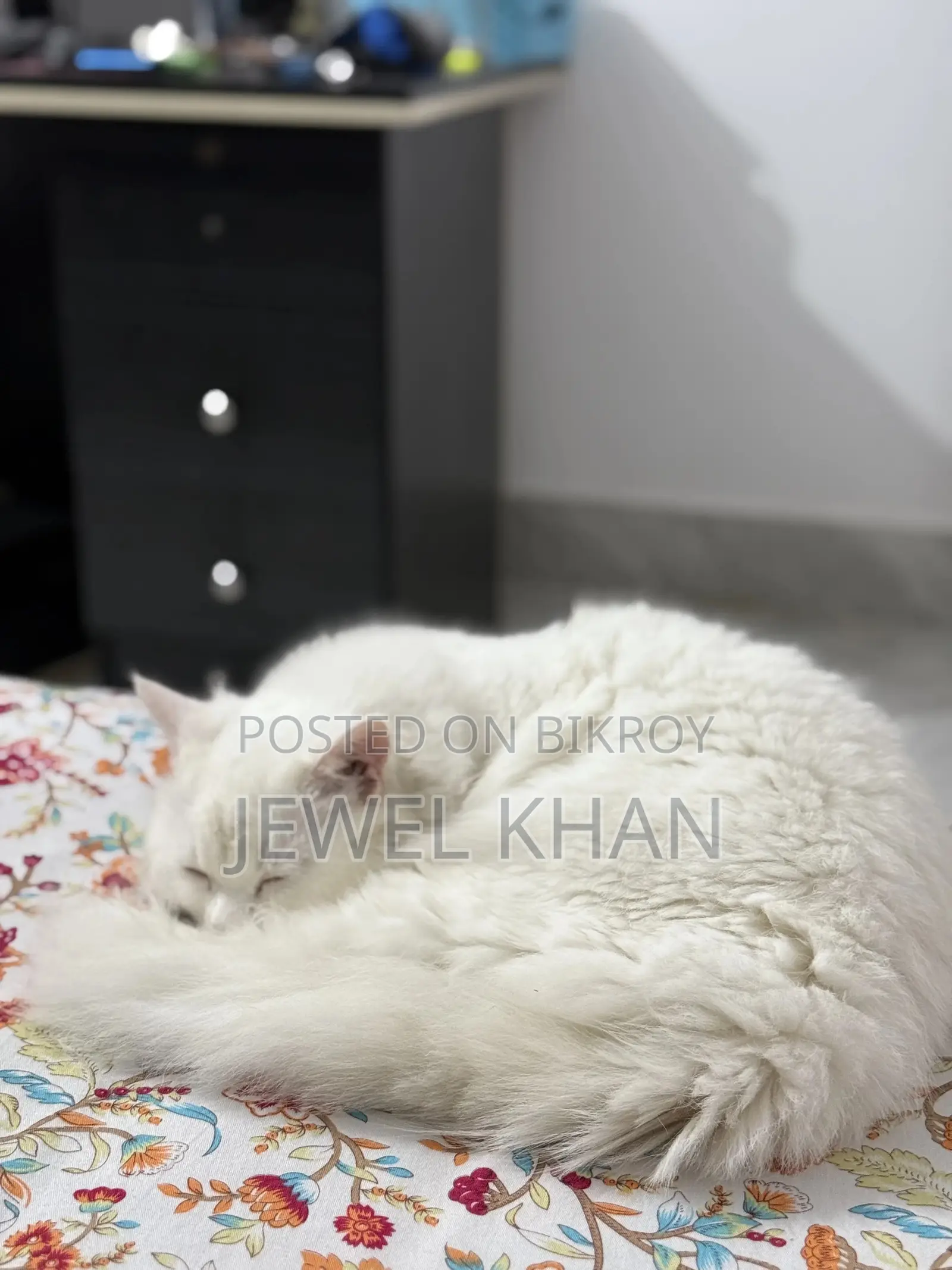 6-12 Months Male Purebred Persian