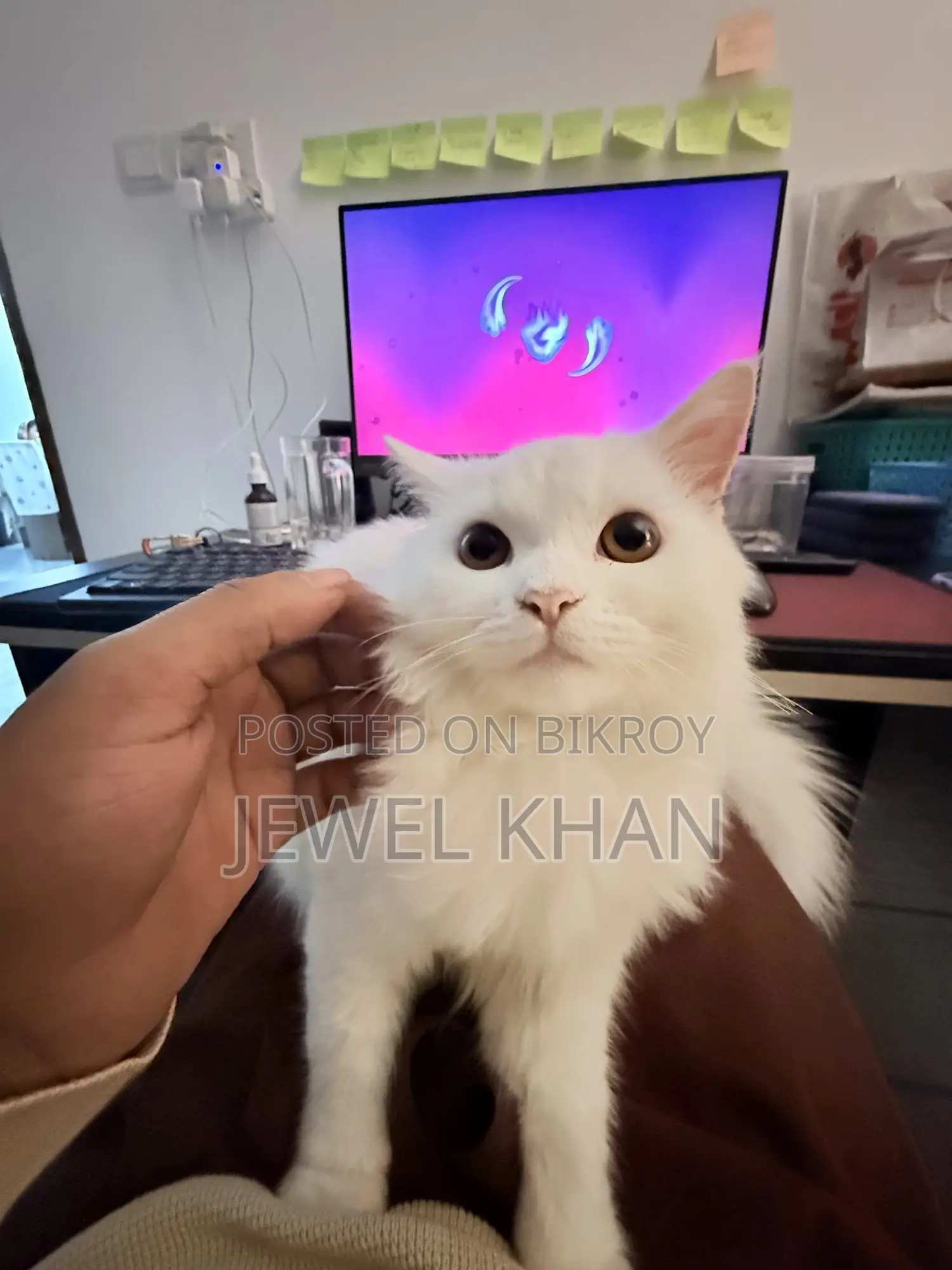 6-12 Months Male Purebred Persian