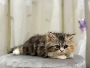 ১-৩ মাস বয়সী পুরুষ বিশুদ্ধ পার্সিয়ান বিড়াল