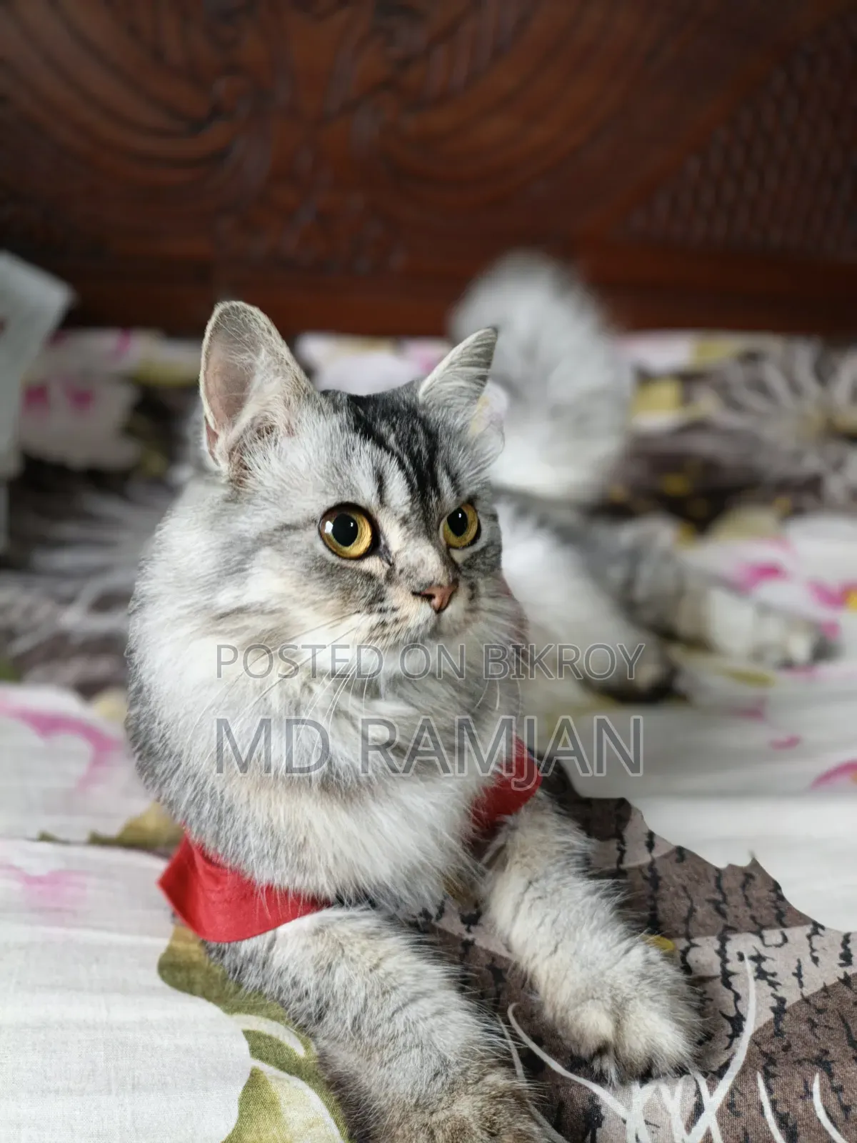 3-6 Months Female Purebred Bengal