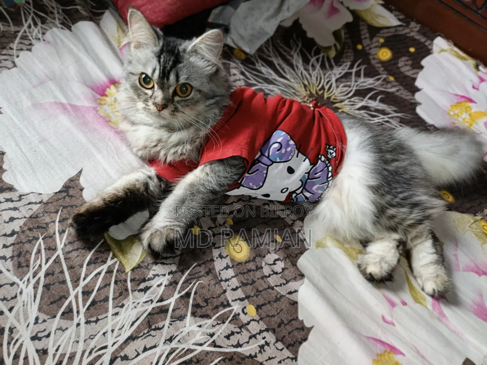 3-6 Months Female Purebred Bengal