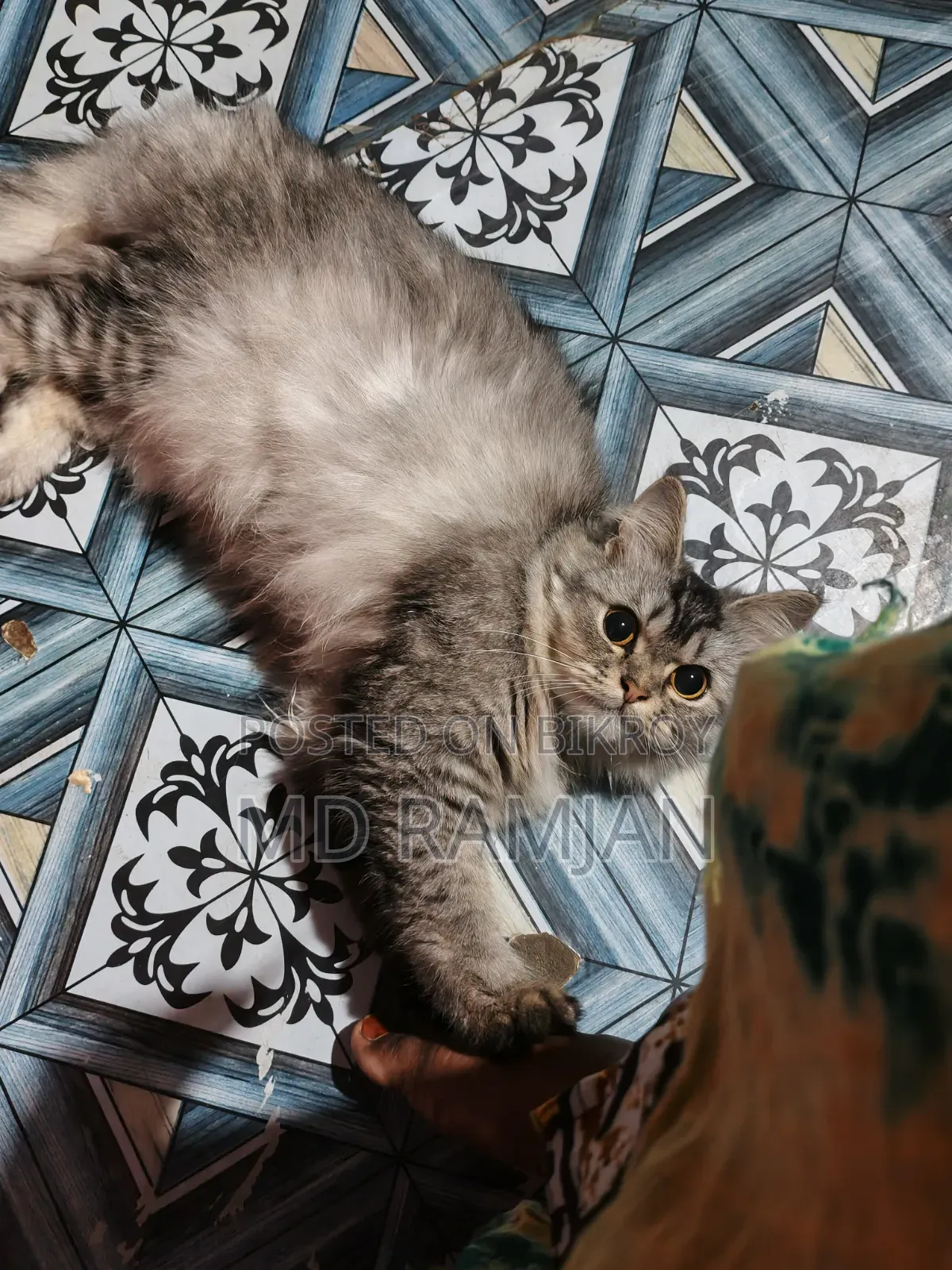 3-6 Months Female Purebred Bengal
