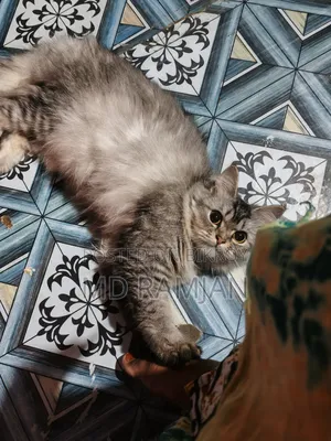 3-6 Months Female Purebred Bengal