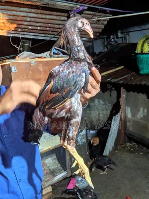 আসিল মুরগি