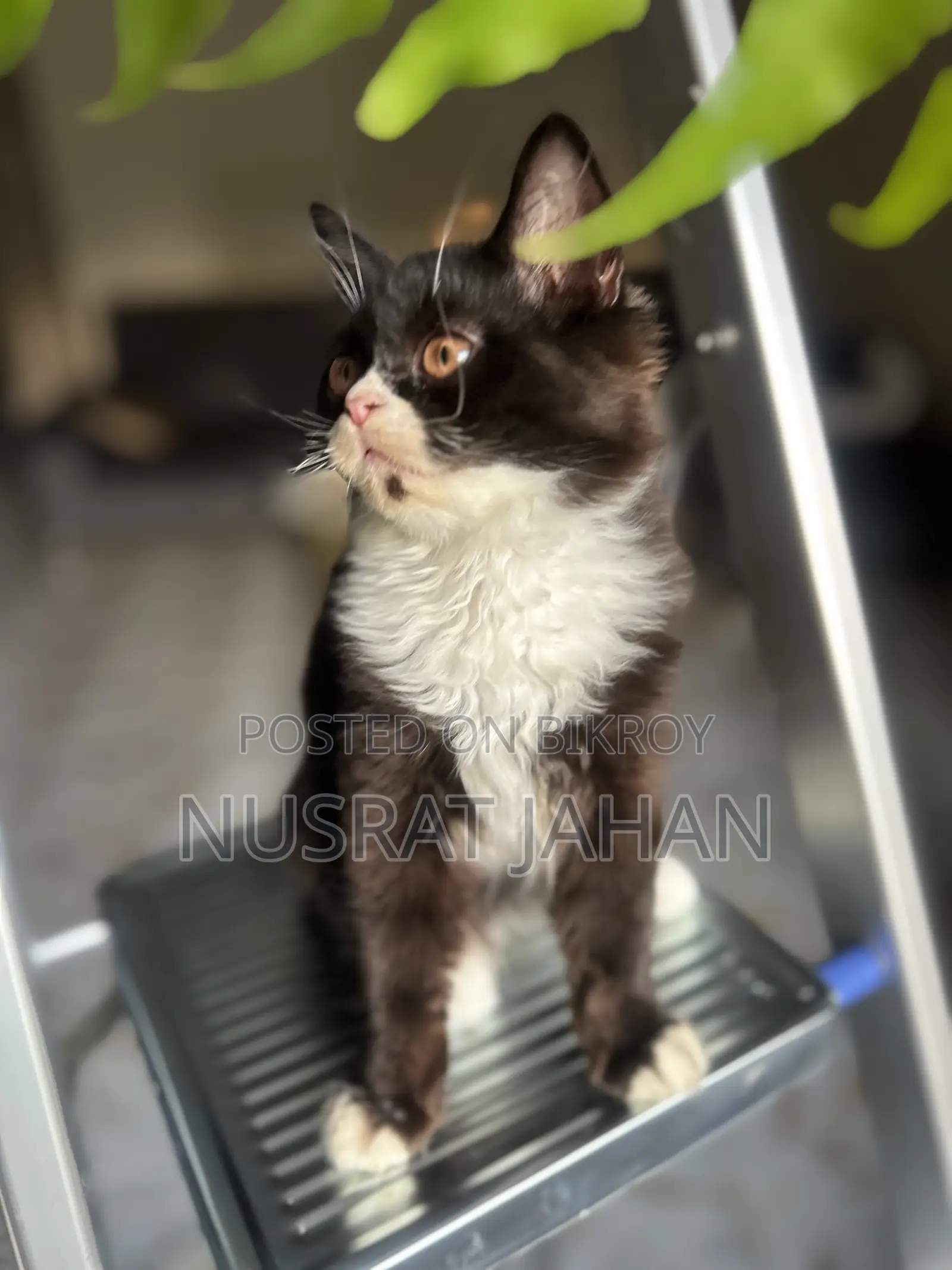 1-3 Months Male Purebred Persian