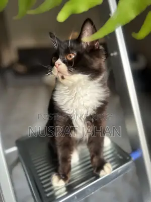 1-3 Months Male Purebred Persian