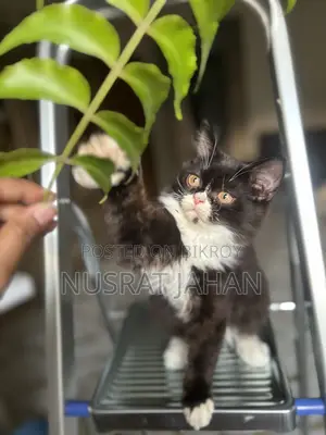 1-3 Months Male Purebred Persian