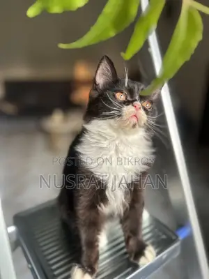 1-3 Months Male Purebred Persian
