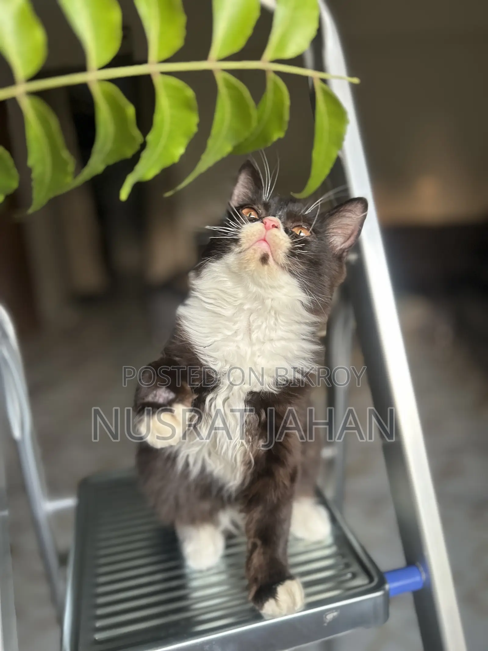 1-3 Months Male Purebred Persian