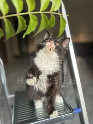 1-3 Months Male Purebred Persian