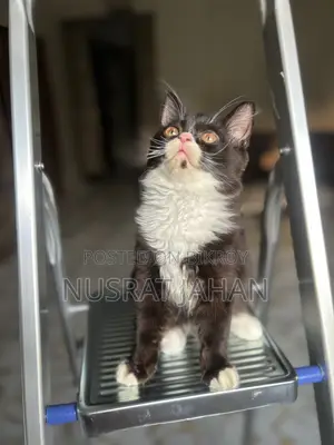 1-3 Months Male Purebred Persian
