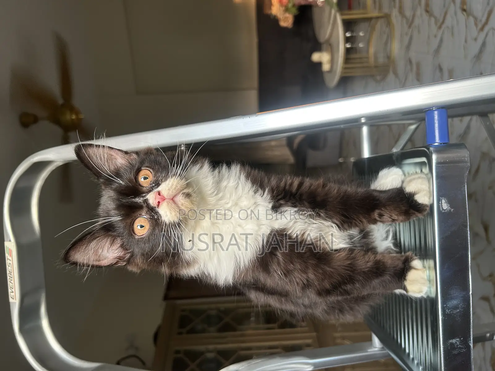 1-3 Months Male Purebred Persian