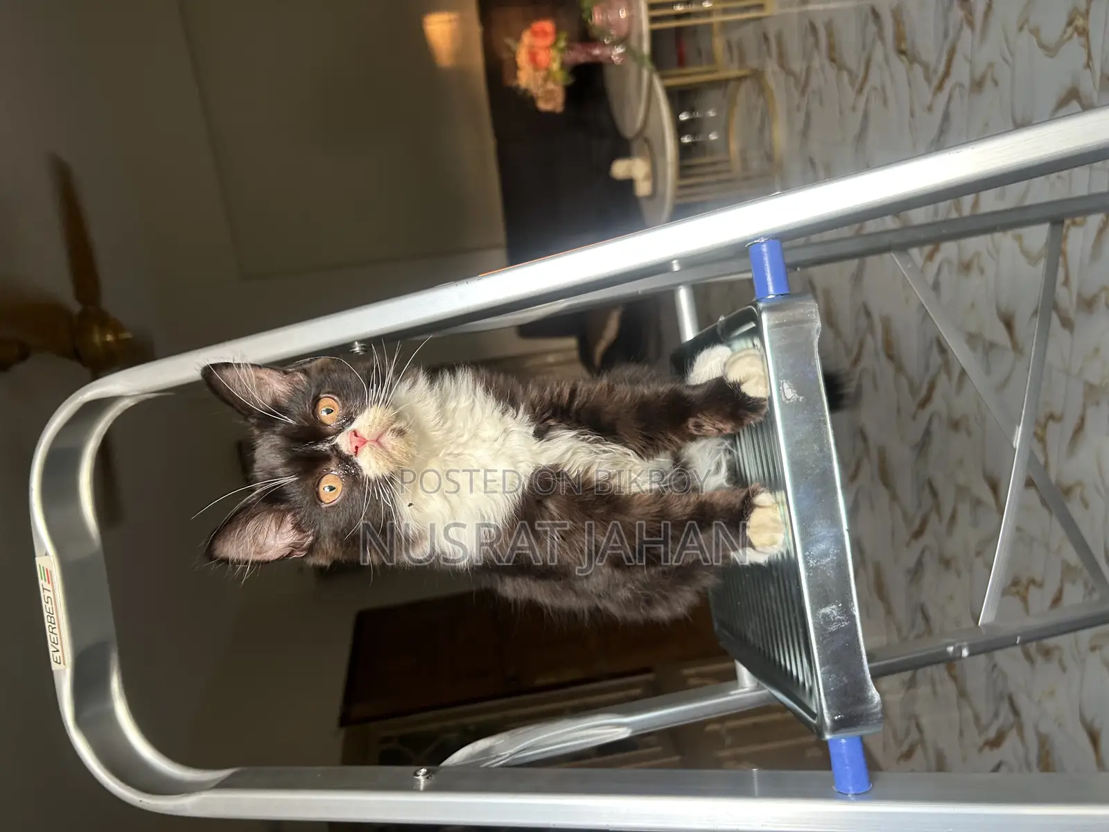 1-3 Months Male Purebred Persian